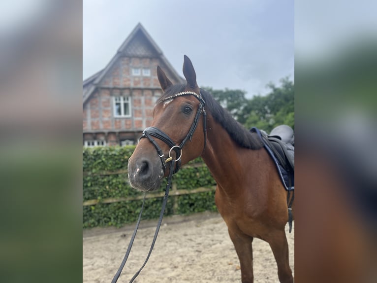 Oldenburger Wallach 5 Jahre 174 cm Dunkelfuchs in Damme