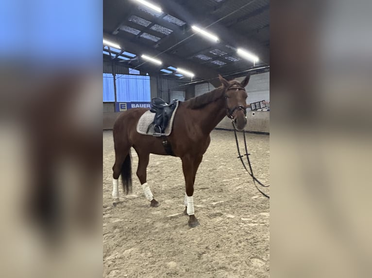 Oldenburger Wallach 5 Jahre 174 cm Fuchs in Leinfelden-Echterdingen