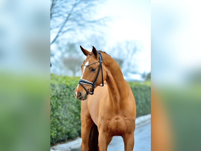 Oldenburger Wallach 5 Jahre 174 cm Fuchs in Vechta