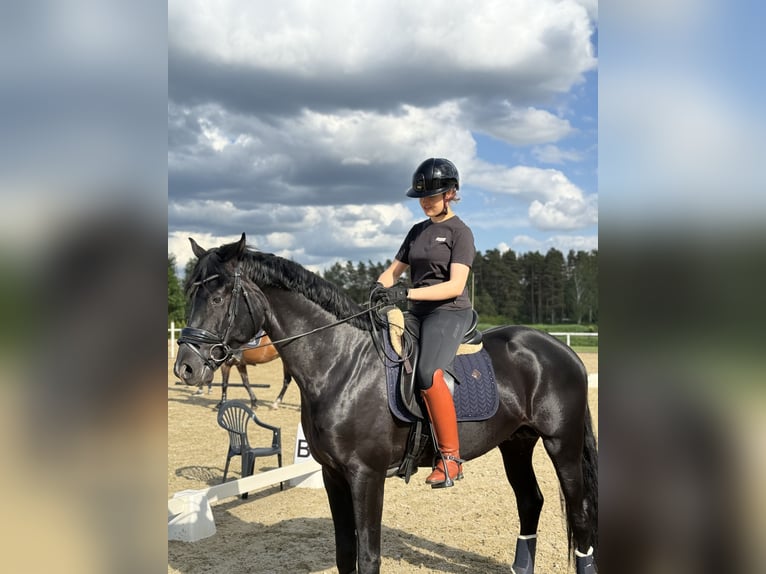 Oldenburger Wallach 5 Jahre 174 cm Rappe in Wien, Innere Stadt