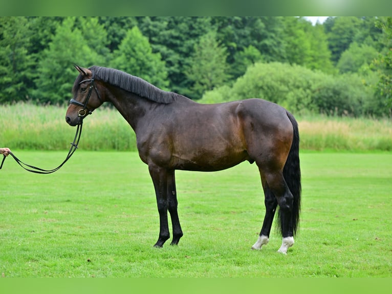 Oldenburger Wallach 5 Jahre 175 cm Brauner in Dippoldiswalde