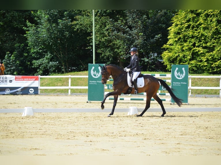 Oldenburger Wallach 5 Jahre 175 cm Dunkelbrauner in Siegen