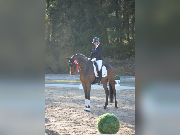 Oldenburger Wallach 5 Jahre 175 cm Dunkelbrauner in Siegen
