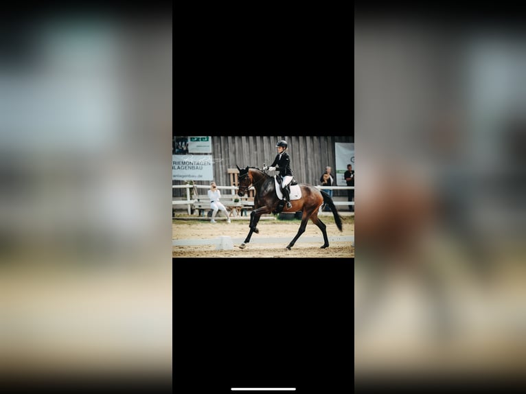Oldenburger Wallach 5 Jahre 175 cm Dunkelbrauner in Siegen