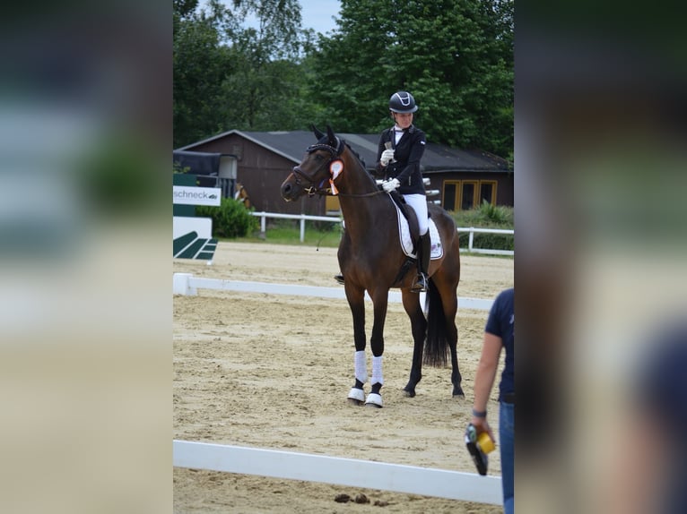 Oldenburger Wallach 5 Jahre 175 cm Dunkelbrauner in Siegen