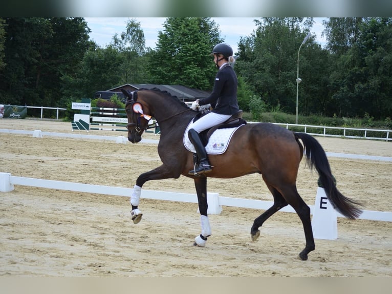 Oldenburger Wallach 5 Jahre 175 cm Dunkelbrauner in Siegen