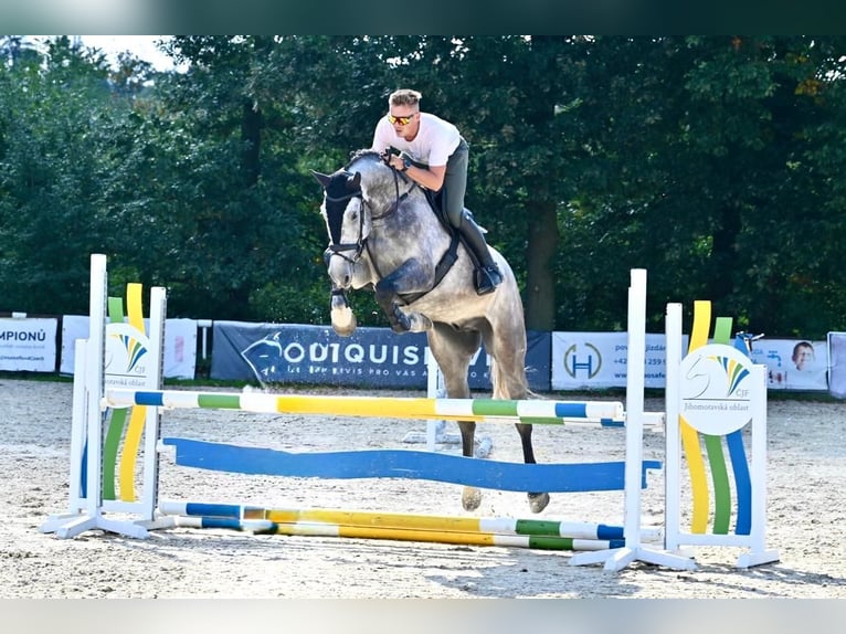 Oldenburger Wallach 5 Jahre 175 cm Schimmel in Brno