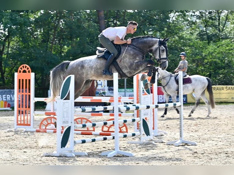 Oldenburger Wallach 5 Jahre 175 cm Schimmel in Brno