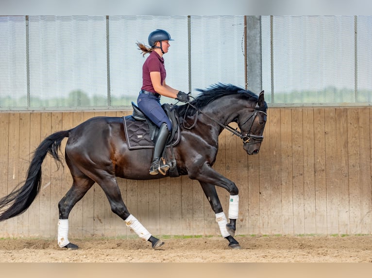 Oldenburger Wallach 5 Jahre 175 cm Schwarzbrauner in Dallgow-D&#xF6;beritz