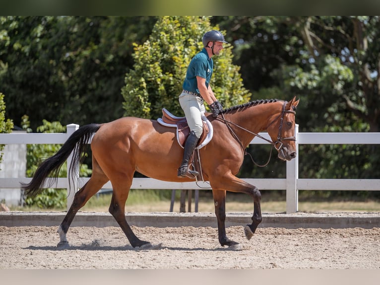 Oldenburger Wallach 5 Jahre 175 cm  in zduchovice