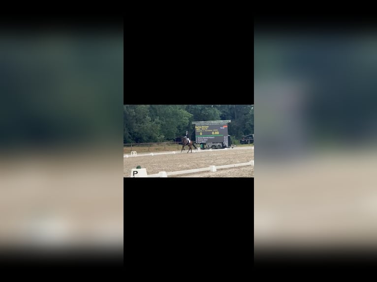 Oldenburger Wallach 5 Jahre 176 cm Dunkelbrauner in Siegen