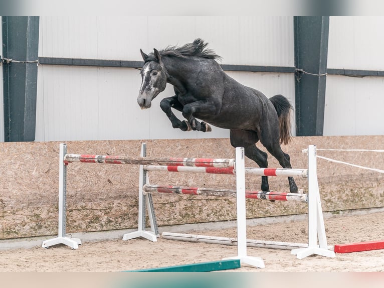 Oldenburger Wallach 5 Jahre 176 cm Schimmel in Dryfork