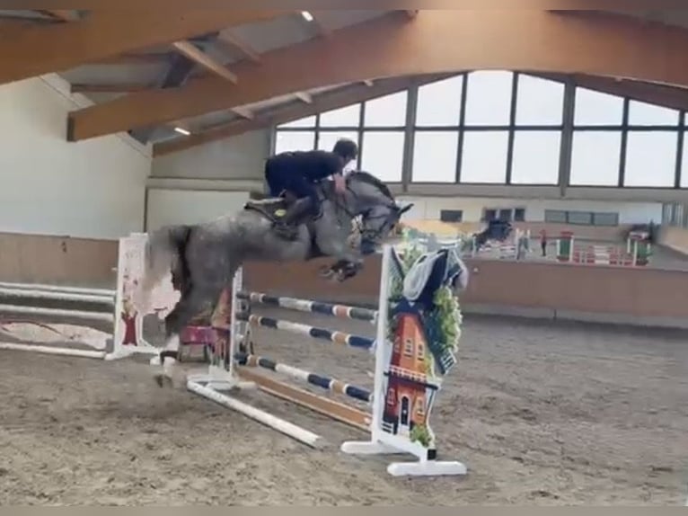Oldenburger Wallach 5 Jahre 177 cm Apfelschimmel in Pelmberg