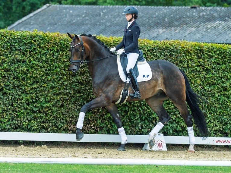 Oldenburger Wallach 5 Jahre 177 cm Brauner in M&#xFC;nster