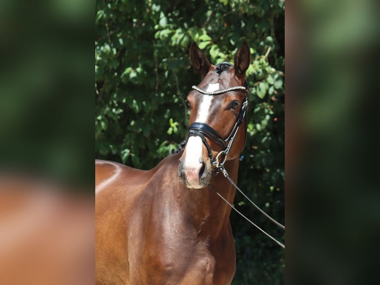 Oldenburger Wallach 5 Jahre 177 cm Brauner in Ottersberg