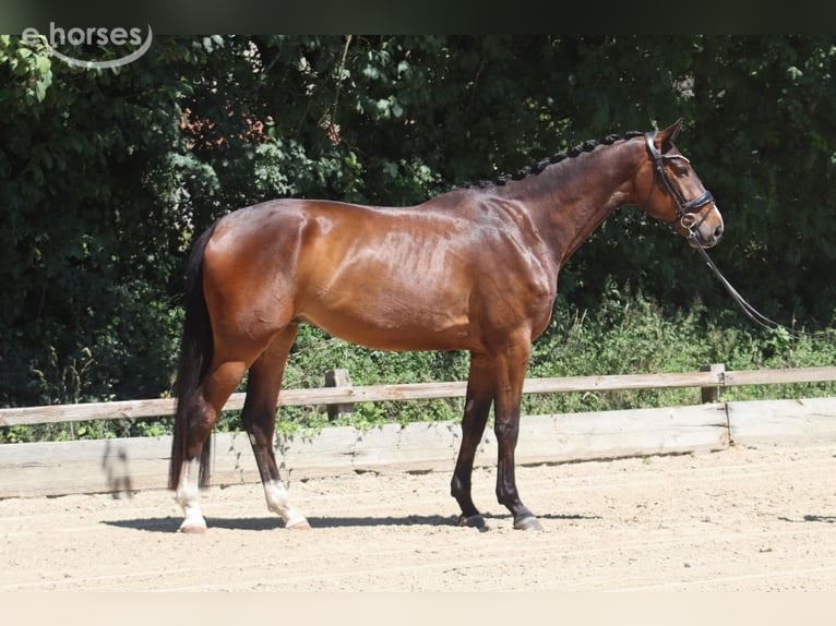 Oldenburger Wallach 5 Jahre 177 cm Brauner in Ottersberg