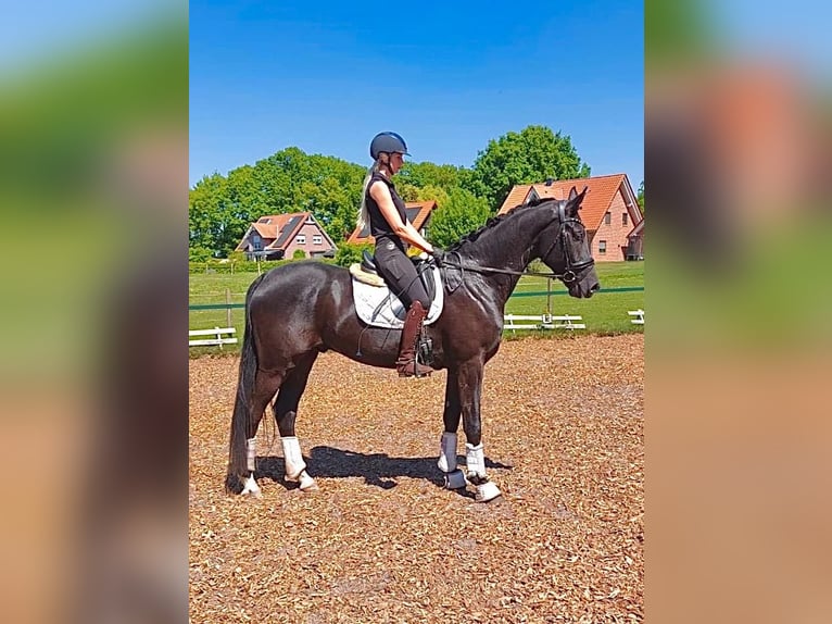 Oldenburger Wallach 5 Jahre 177 cm Rappe in Kirchlinteln