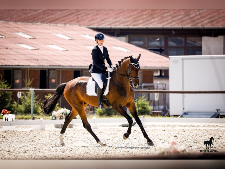 Oldenburger Wallach 5 Jahre 178 cm Brauner in Pezinok