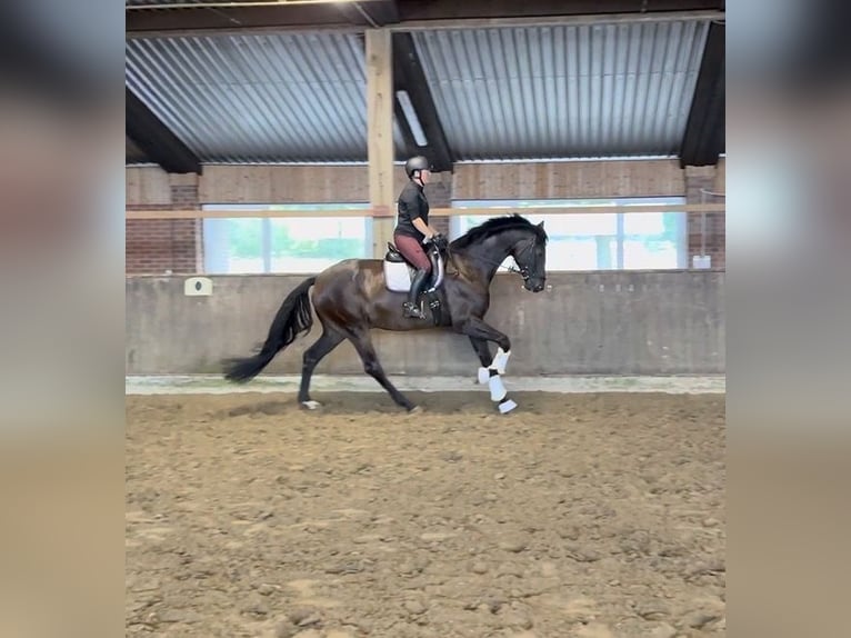 Oldenburger Wallach 5 Jahre 178 cm Dunkelbrauner in Bramsche