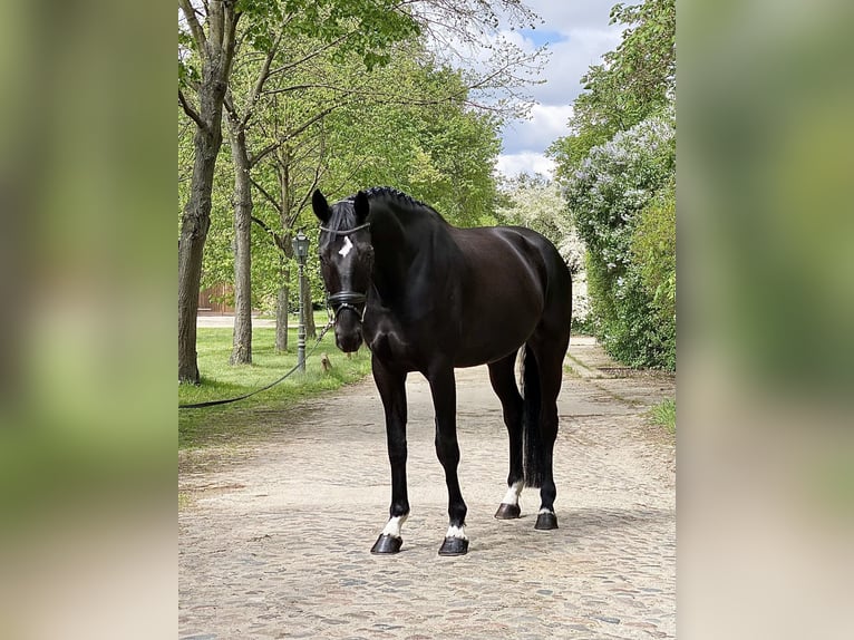 Oldenburger Wallach 5 Jahre 178 cm Rappe in Ludwigsfelde