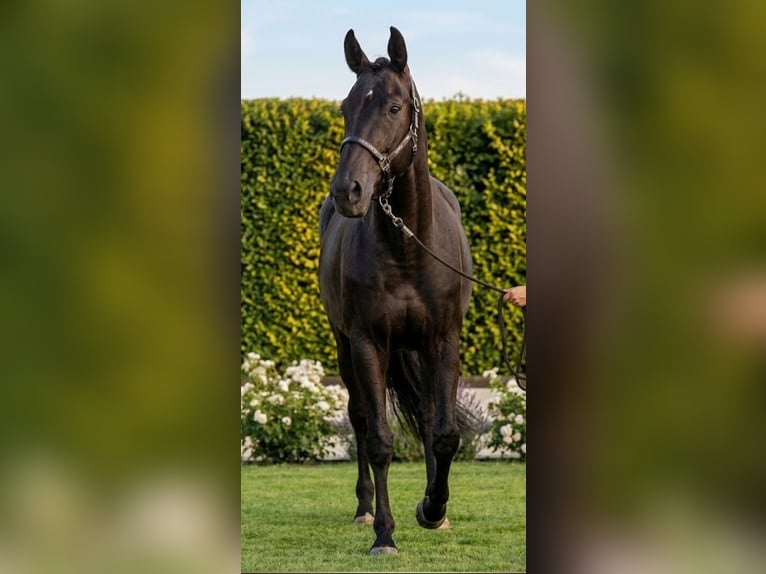 Oldenburger Wallach 5 Jahre 178 cm Rappe in Kaldenkirchen