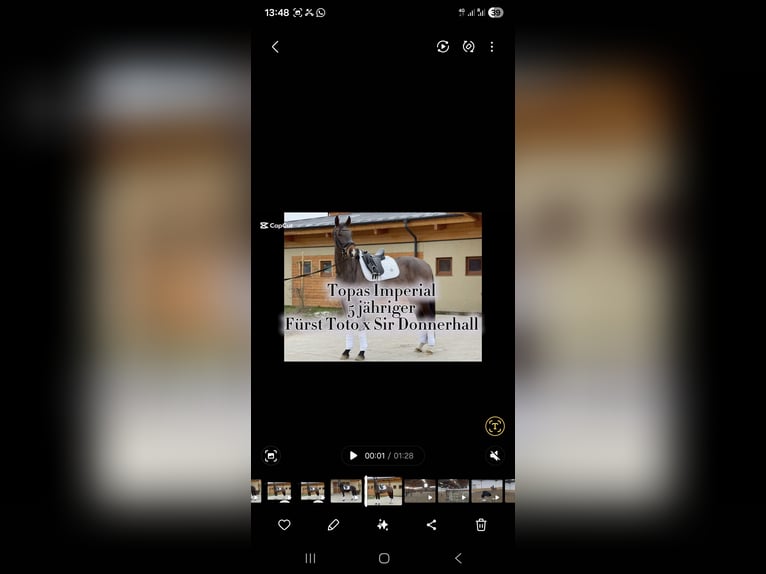 Oldenburger Wallach 5 Jahre 179 cm in Pezinok