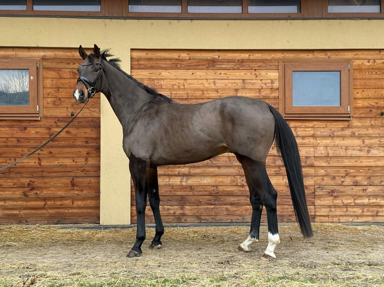 Oldenburger Wallach 5 Jahre 179 cm in Pezinok