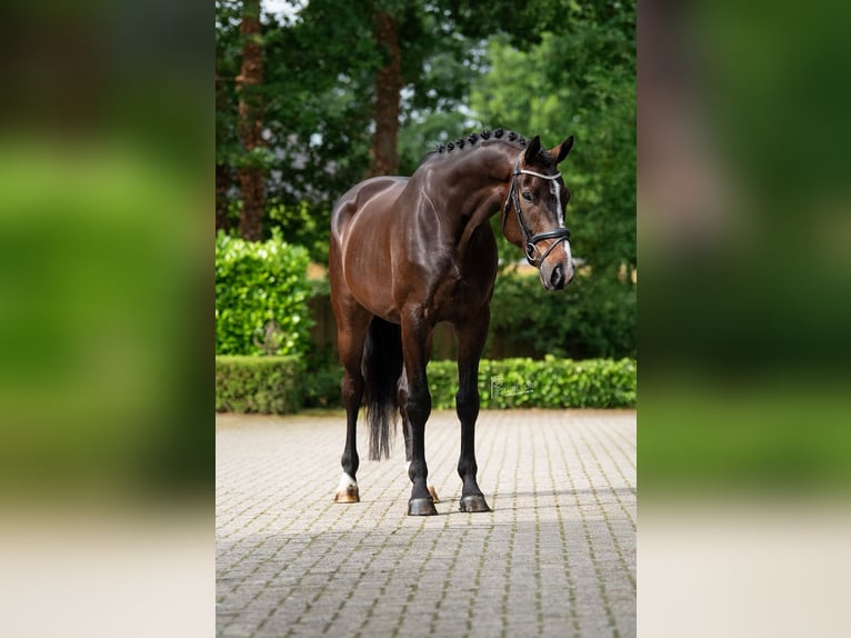 Oldenburger Wallach 5 Jahre 179 cm Schwarzbrauner in Susteren