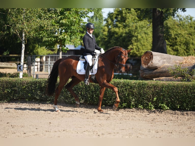 Oldenburger Wallach 5 Jahre 180 cm Dunkelfuchs in Brieselang