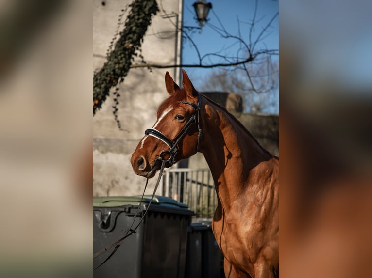 Oldenburger Wallach 5 Jahre 180 cm Fuchs in Kürten