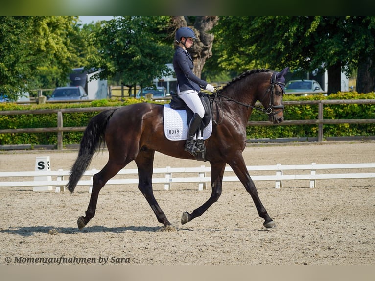 Oldenburger Wallach 5 Jahre 180 cm Schwarzbrauner in Braunsbedra