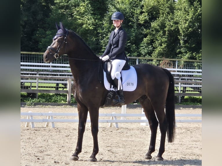 Oldenburger Wallach 5 Jahre 180 cm Schwarzbrauner in Braunsbedra