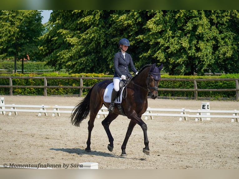 Oldenburger Wallach 5 Jahre 180 cm Schwarzbrauner in Braunsbedra