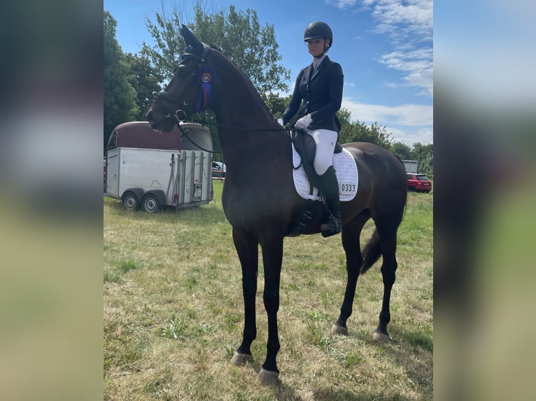 Oldenburger Wallach 5 Jahre 180 cm Schwarzbrauner in Braunsbedra