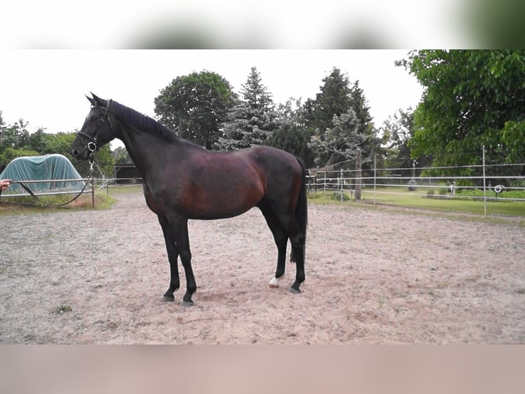 Oldenburger Wallach 5 Jahre 180 cm Schwarzbrauner in Kloster Lehnin