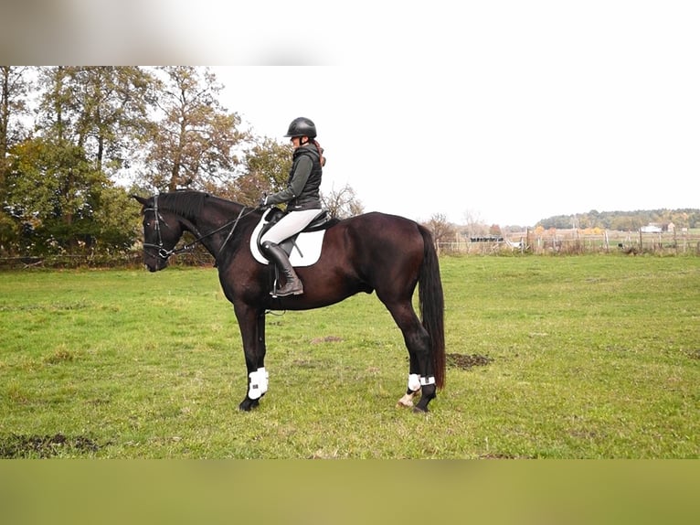 Oldenburger Wallach 5 Jahre 180 cm Schwarzbrauner in Kloster Lehnin