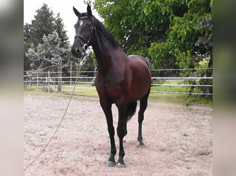 Oldenburger Wallach 5 Jahre 180 cm Schwarzbrauner in Kloster Lehnin