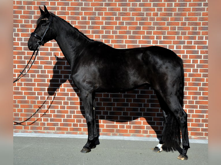 Oldenburger Wallach 5 Jahre 180 cm Schwarzbrauner in Herzebrock-Clarholz