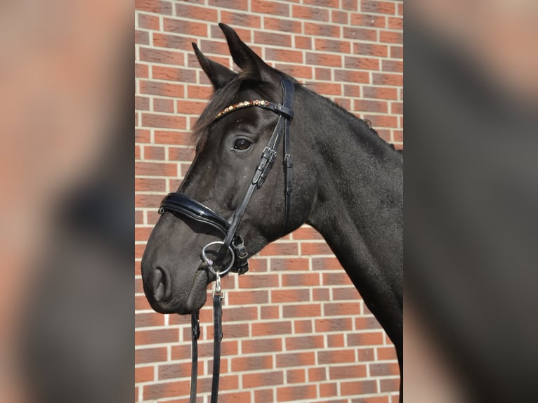 Oldenburger Wallach 5 Jahre 180 cm Schwarzbrauner in Herzebrock-Clarholz