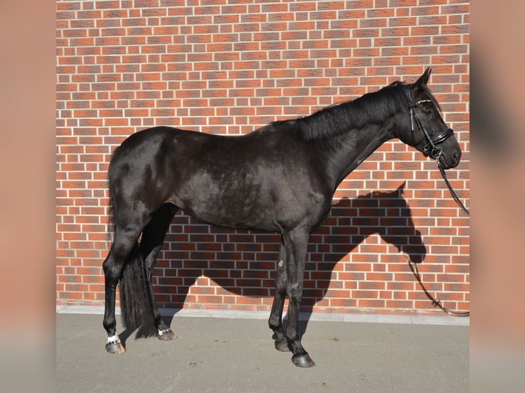 Oldenburger Wallach 5 Jahre 180 cm Schwarzbrauner in Herzebrock-Clarholz