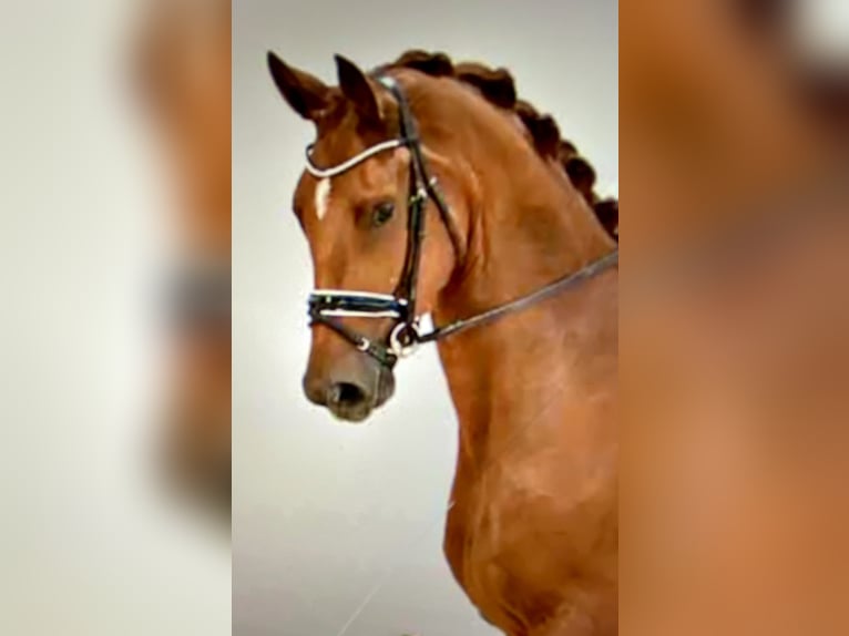 Oldenburger Wallach 5 Jahre 182 cm Fuchs in Barntrup