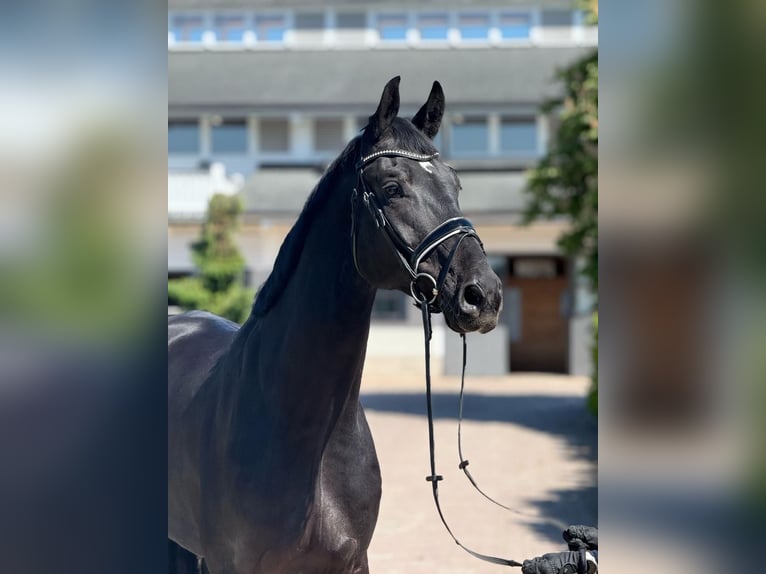 Oldenburger Wallach 5 Jahre 184 cm Rappe in Delbrück
