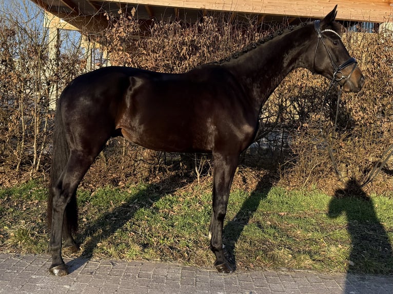 Oldenburger Wallach 5 Jahre 184 cm Schwarzbrauner in Ottrau