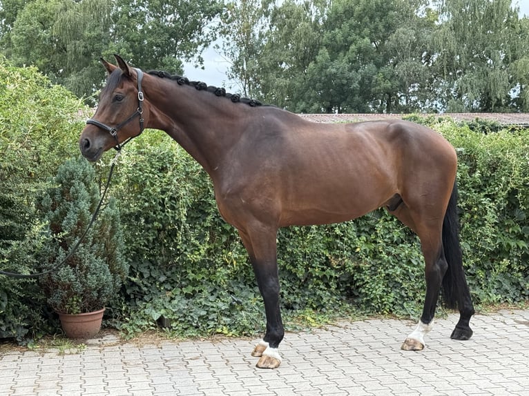 Oldenburger Wallach 5 Jahre 185 cm in Wald-Michelbach