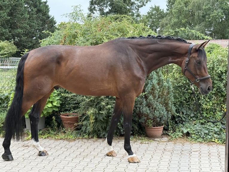 Oldenburger Wallach 5 Jahre 185 cm in Wald-Michelbach
