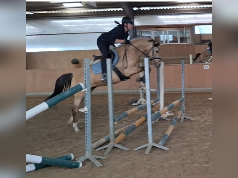 Oldenburger Wallach 6 Jahre 147 cm Buckskin in Bassum