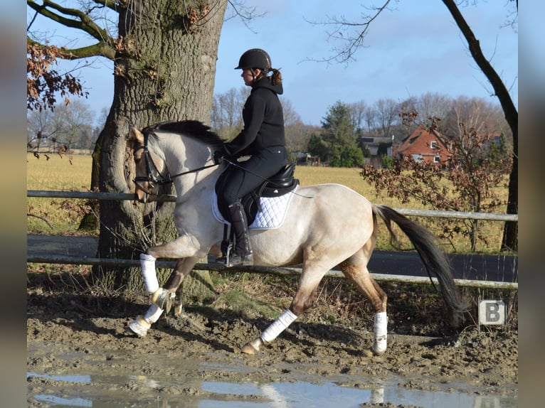 Oldenburger Wallach 6 Jahre 147 cm Buckskin in Bassum