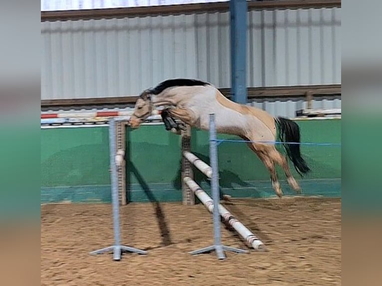 Oldenburger Wallach 6 Jahre 147 cm Buckskin in Bassum