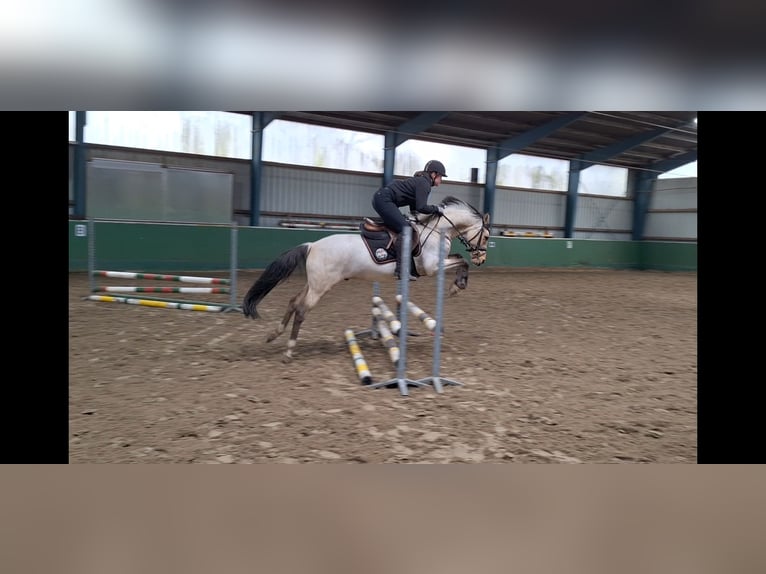 Oldenburger Wallach 6 Jahre 147 cm Buckskin in Bassum