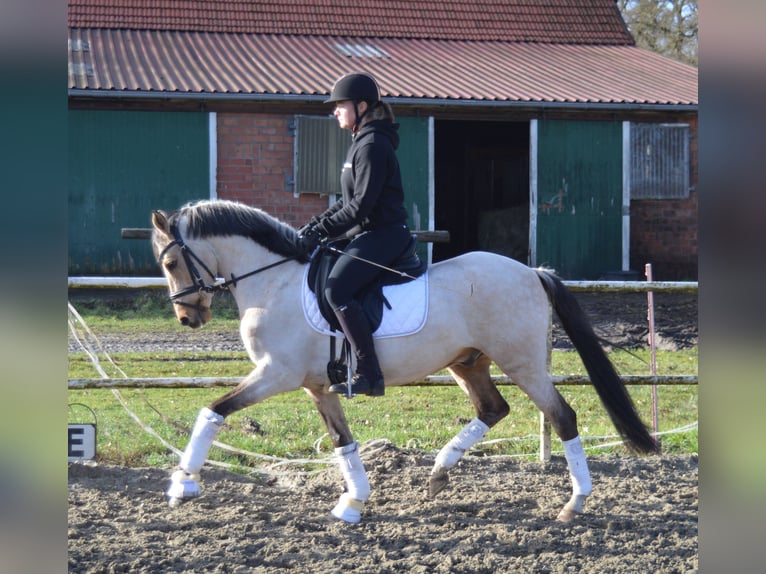 Oldenburger Wallach 6 Jahre 147 cm Buckskin in Bassum